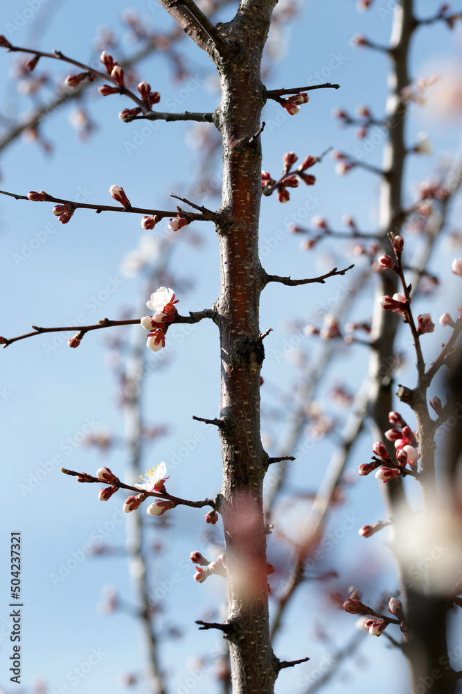 Blooming apricot in spring on a sunny day