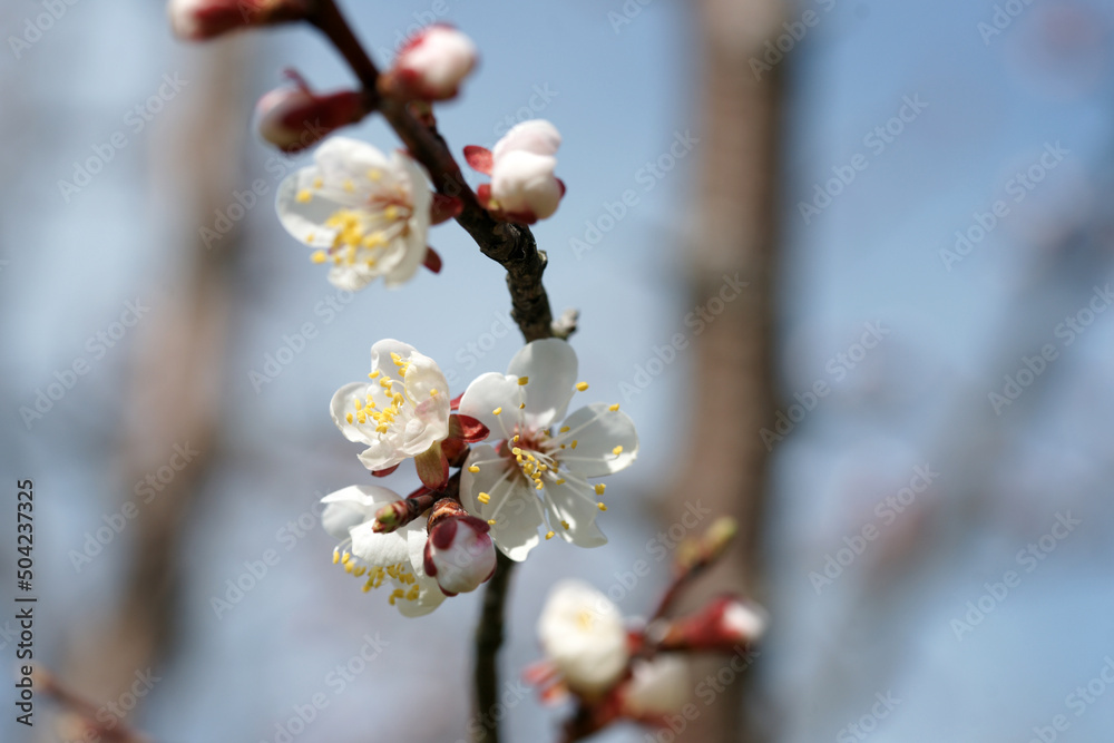 Blooming apricot in spring on a sunny day