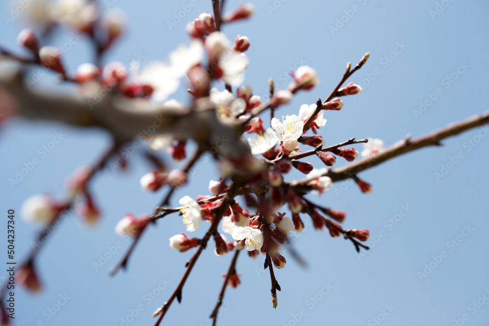 Blooming apricot in spring on a sunny day Blooming apricot in spring on a sunny day