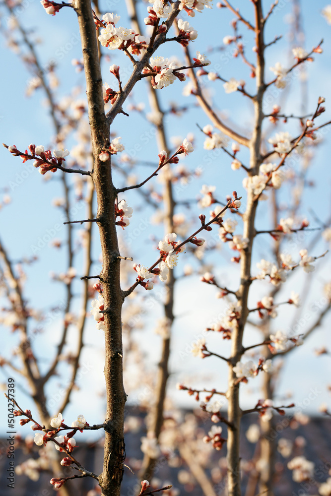 Blooming apricot in spring on a sunny day Blooming apricot in spring on a sunny day