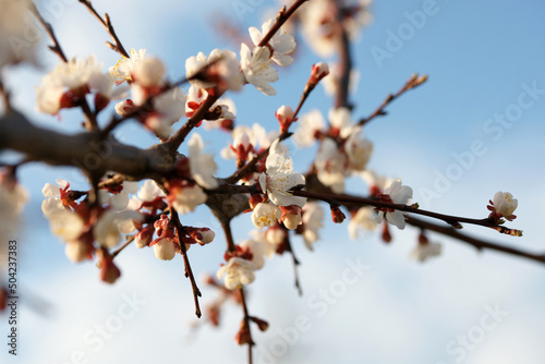 Blooming apricot in spring on a sunny day © Olga Tkacheva