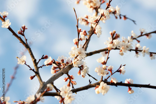 Blooming apricot in spring on a sunny day