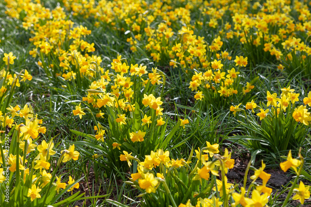 Fototapeta premium Green spring meadow covered with yellow flowering daffodils
