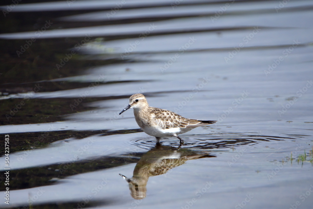 Baird's sandpiper (Calidris bairdii) wading in Lago Mojanda outside of Otavalo, Ecuador Baird's sandpiper (Calidris bairdii) wading in Lago Mojanda outside of Otavalo, Ecuador