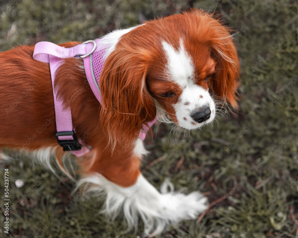 Portrait of a dog cavalier king charles on a grass background. Portrait of a dog cavalier king charles on a grass background.