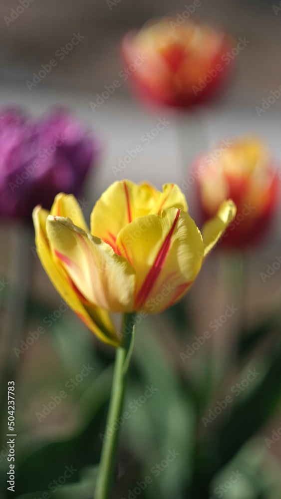 Naklejka premium blooming tulips in spring in the garden