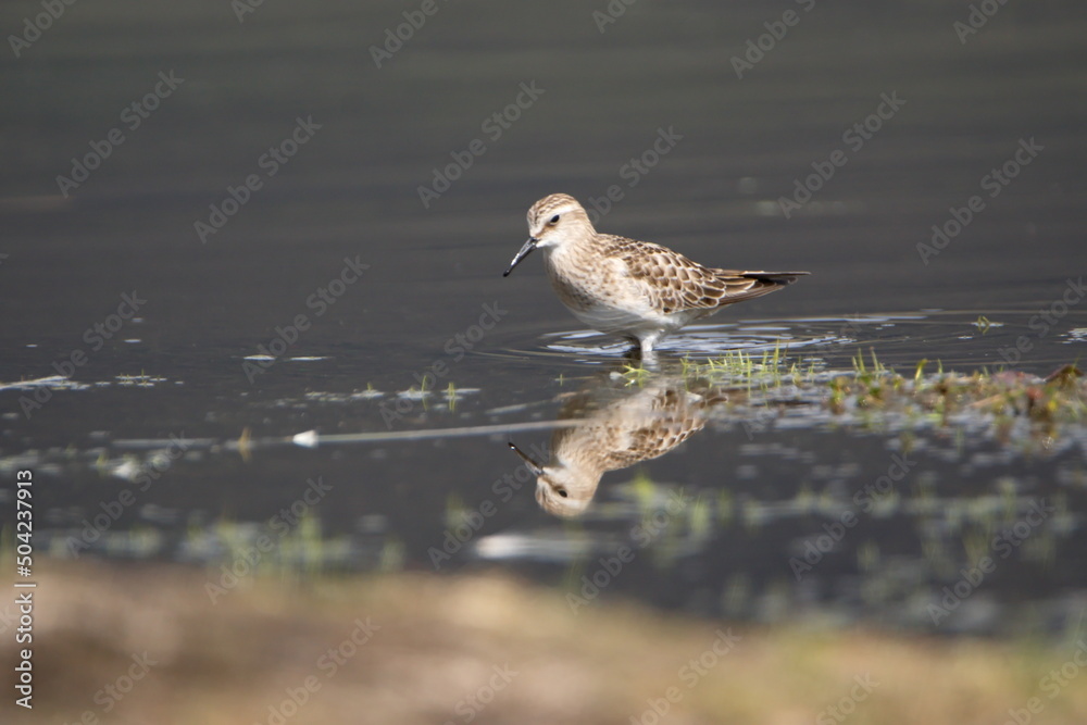 Baird's sandpiper (Calidris bairdii) wading in Lago Mojanda outside of Otavalo, Ecuador Baird's sandpiper (Calidris bairdii) wading in Lago Mojanda outside of Otavalo, Ecuador