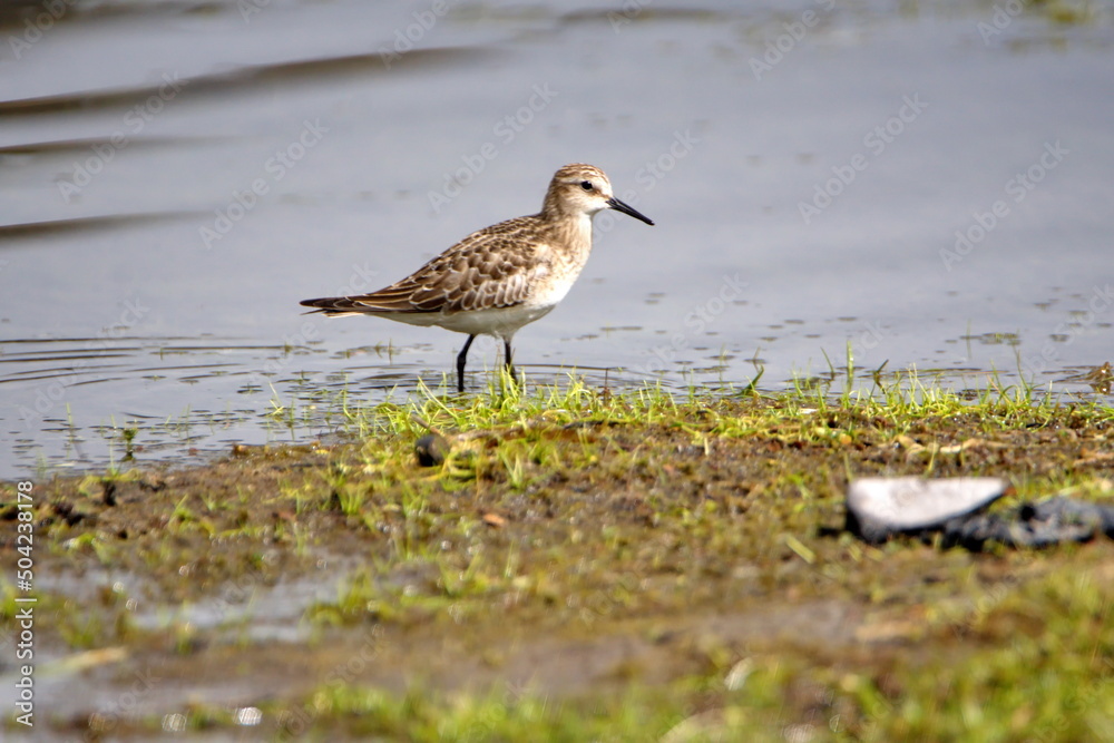 Baird's sandpiper (Calidris bairdii) wading in Lago Mojanda outside of Otavalo, Ecuador Baird's sandpiper (Calidris bairdii) wading in Lago Mojanda outside of Otavalo, Ecuador