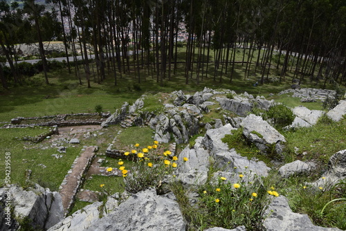 Yellow flowers among the stones on the ruins of Qenko, Archaeological Park of Saqsaywaman. Peru