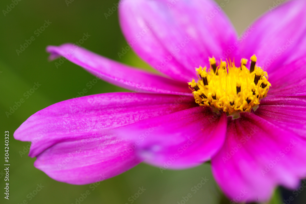 Macro Shot of pink Cosmos flower isolated on green. Macro Shot of pink Cosmos flower isolated on green.