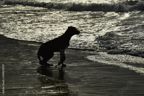 A dog on the shore is waiting for its owner, a surfer. Mancora Piura Peru