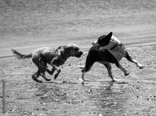 black and white photo of dogs chasing each other on a beach 
