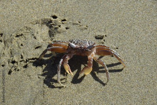 Crab close-up in the sand on the beach. Mancora, Peru