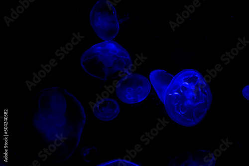 blue jellyfish on black background © BeeBatch