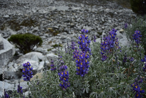 Blue wild flowers on a background of rocks  on the way to lagoon 69. Huascaran National Park in the Sands of Peru