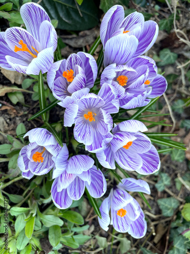 Lila und weiß blühende Krokusse im Frühling
