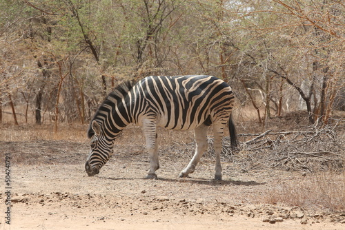 Wild zebra (hippotigris) in Bandia reserve, Senegal, Africa. African animal. Safari in Africa. Plains zebra (equus quagga, formerly equus burchellii), common zebra, portrait. African safari, nature