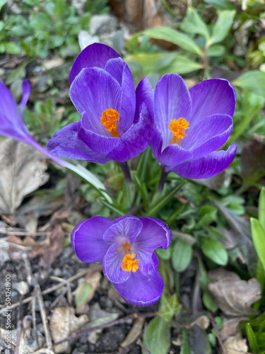 Lila blühende Krokusse im Frühling