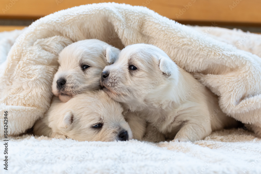 Beautiful puppies West Highland White Terrier on a white soft blanket. Beautiful puppies West Highland White Terrier on a white soft blanket.