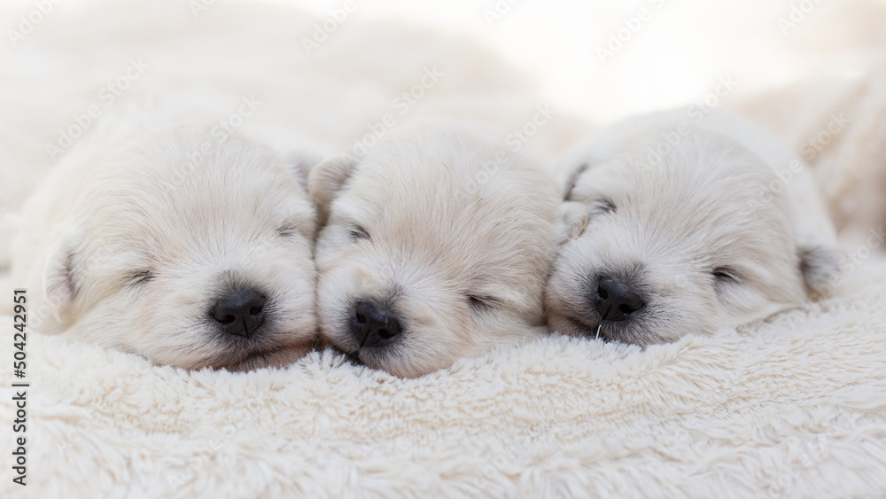 Beautiful puppies West Highland White Terrier on a white soft blanket. Beautiful puppies West Highland White Terrier on a white soft blanket.