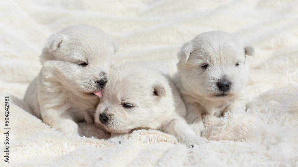 Beautiful puppies West Highland White Terrier on a white soft blanket.