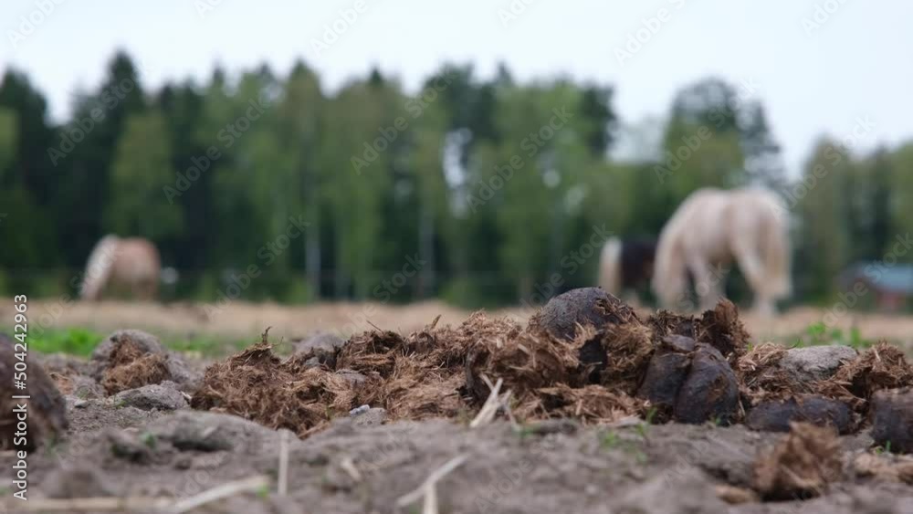 Horse manure in the foreground. Horses in the background. The concept of useful fertilizer Horse manure in the foreground. Horses in the background. The concept of useful fertilizer