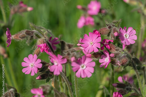 Blossoms of a red campion flower (Silene dioica) photo