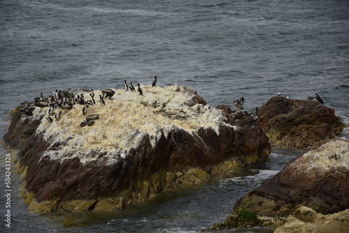 Aquatic birds at Paracas National Reservation, Pelicans on the shore of the Paracas National Park. Peru photo