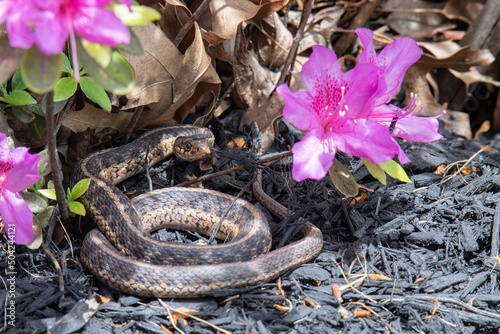 Garter snake in garden in striking postion