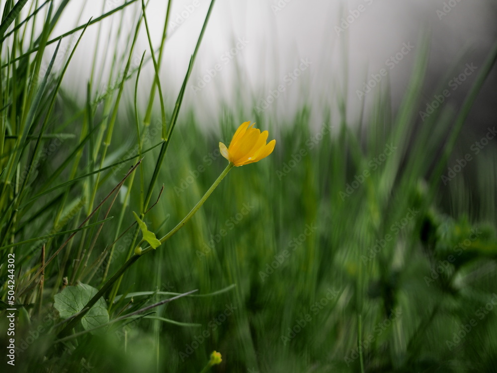 Obraz premium yellow flower in grass