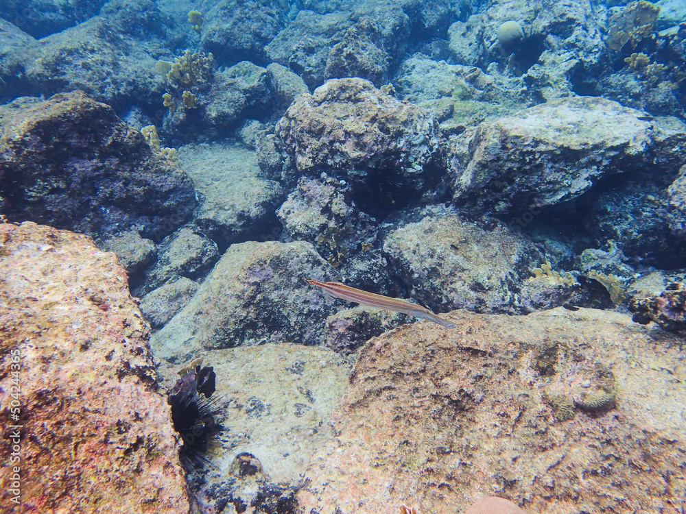 Aulostomus maculatus, the trumpetfish which is also known as the West Atlantic trumpetfish Aulostomus maculatus, the trumpetfish which is also known as the West Atlantic trumpetfish