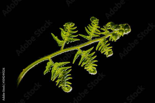 Detail study of a surprising young green fern leaf