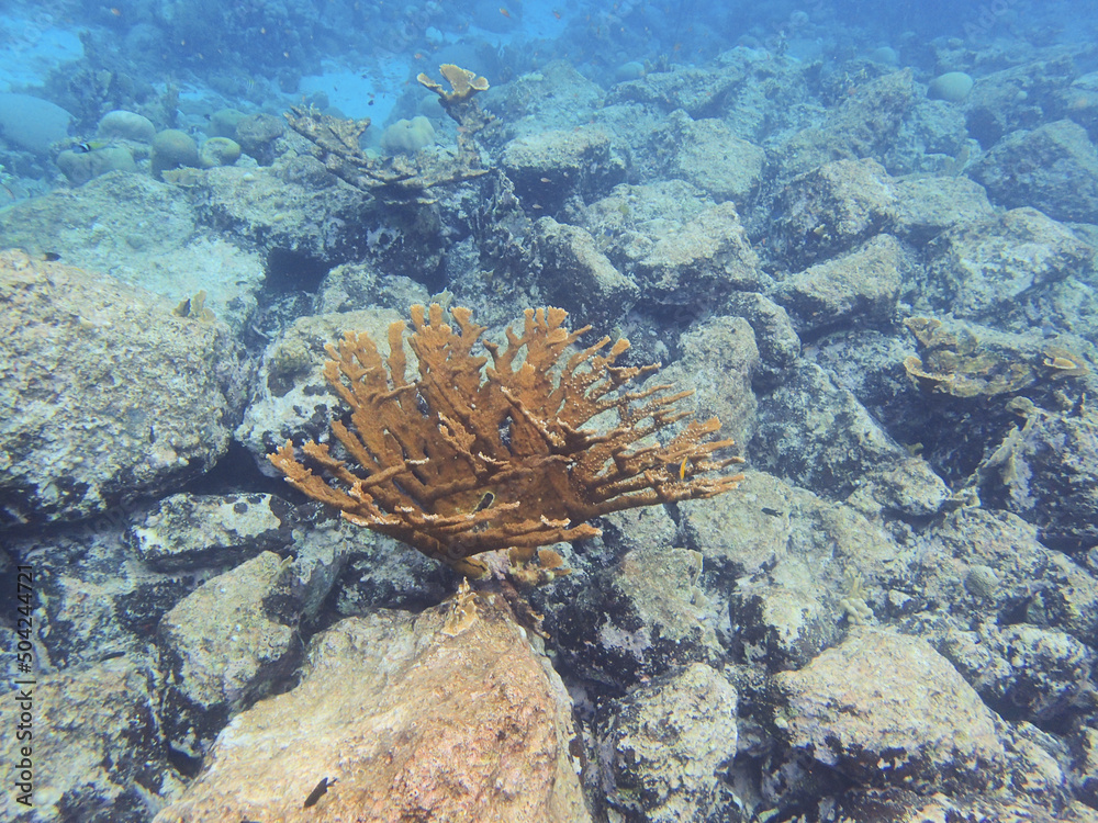 Corals are marine invertebrates within the class Anthozoa of the phylum Cnidaria. Corals are marine invertebrates within the class Anthozoa of the phylum Cnidaria.