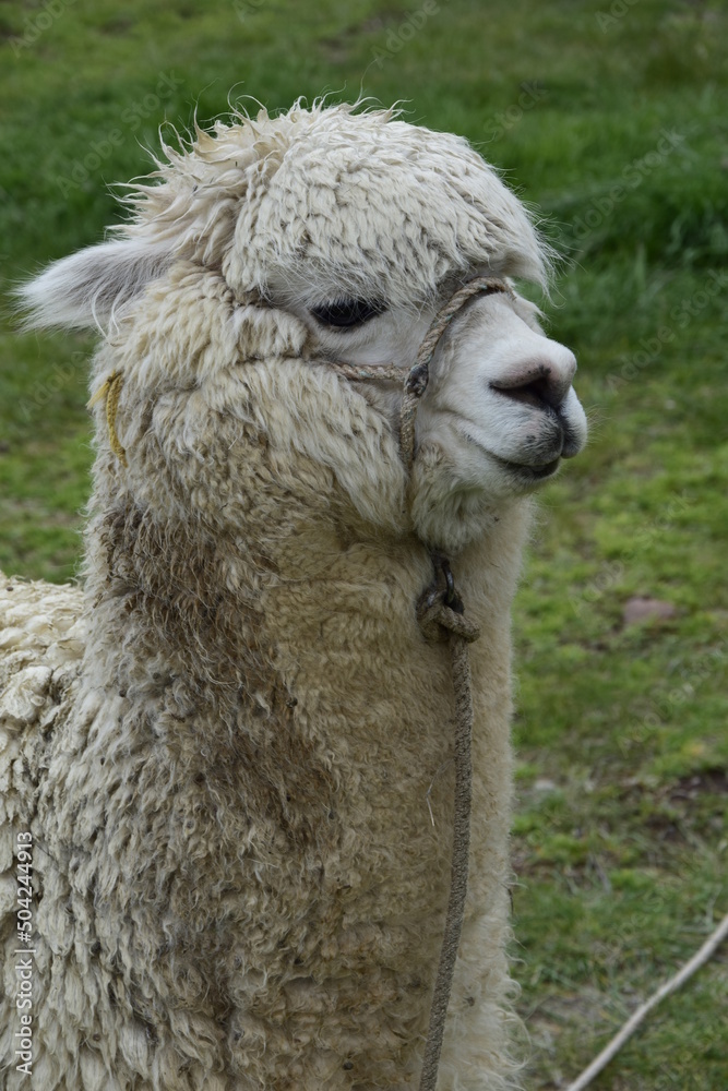 Obraz premium Alpaca grazes on the territory Inca prehistoric ruins in Chucuito near Puno, Titicaca lake area. Peru