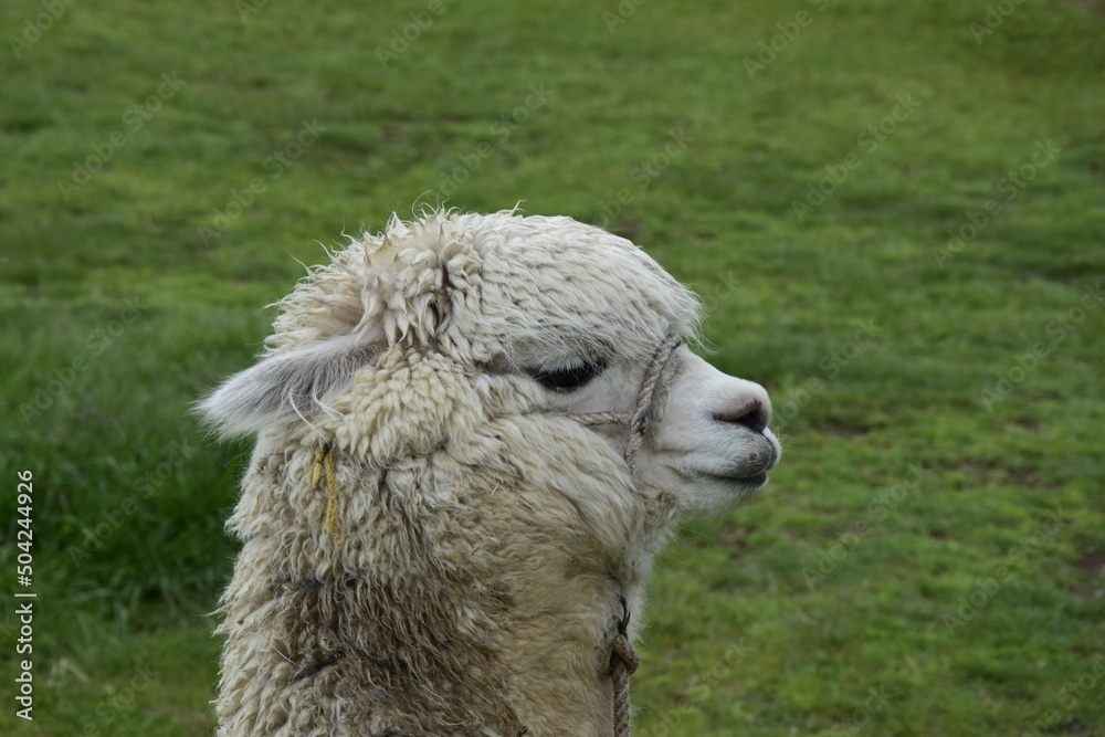 Alpaca grazes on the territory Inca prehistoric ruins in Chucuito near Puno, Titicaca lake area. Peru Alpaca grazes on the territory Inca prehistoric ruins in Chucuito near Puno, Titicaca lake area. Peru