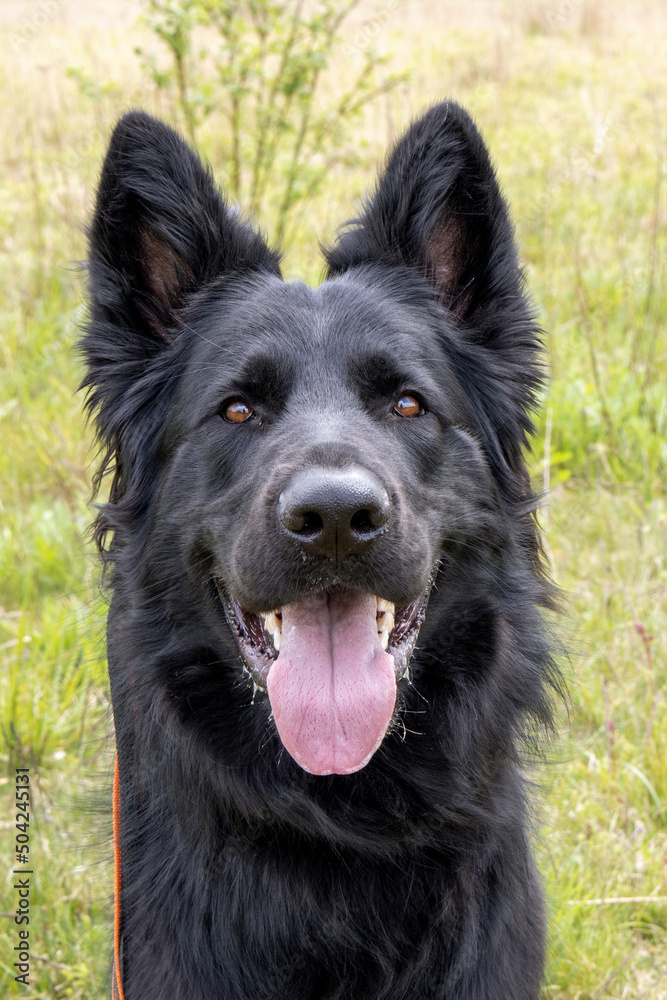 Stoere herder Stoere herder