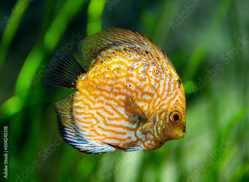 Yellow Discus Fish in water 