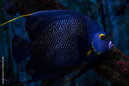 French Angelfish in the water  © BeeBatch