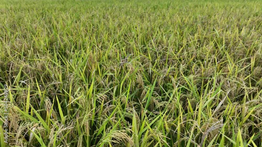 Peddy Feild in Bangladesh Peddy Feild in Bangladesh