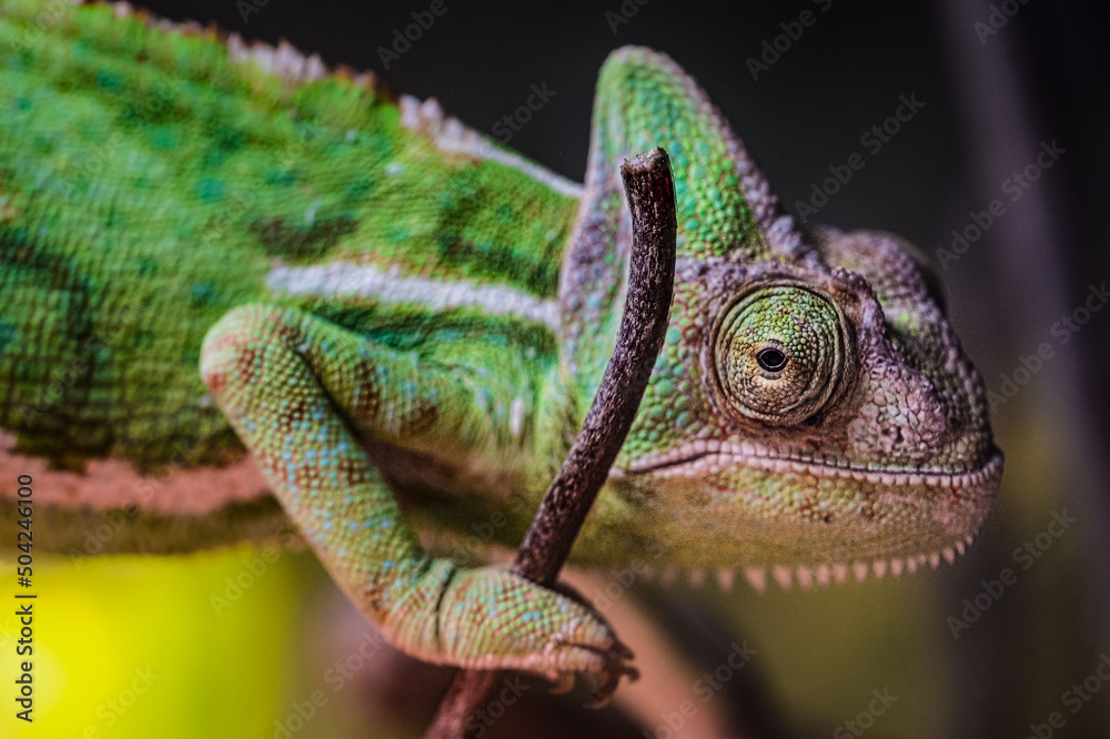 Fototapeta premium Chameleon