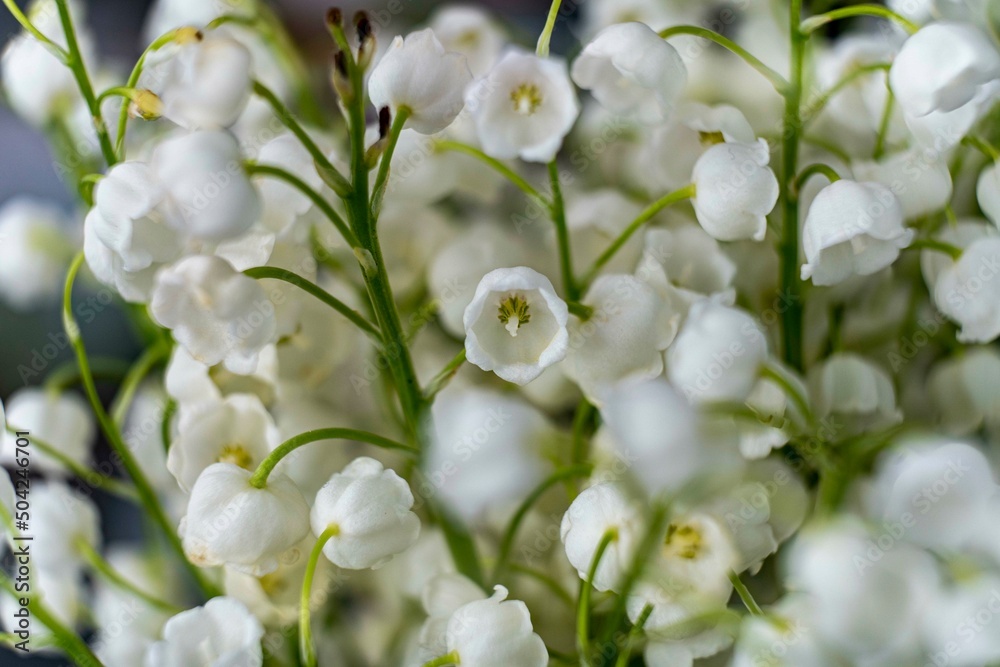 Fototapeta premium Beautiful flower Convallaria majalis close-up