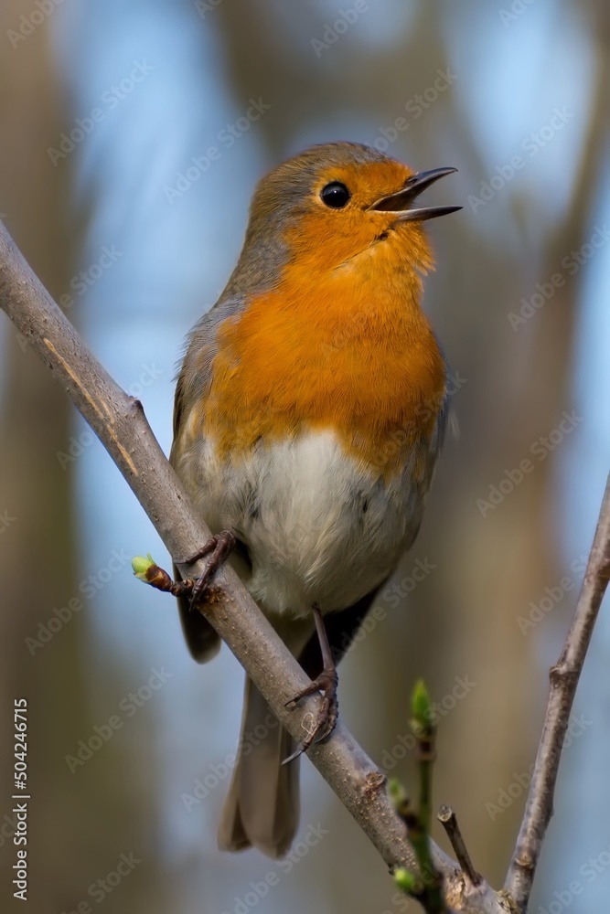 Close up of Singing Robin on a Branch Close up of Singing Robin on a Branch