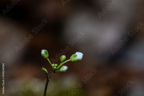 Cardamine trifolia flower in mountains  close up shoot 