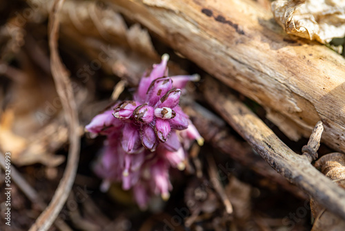 Lathraea squamaria flower growing in mountains, macro