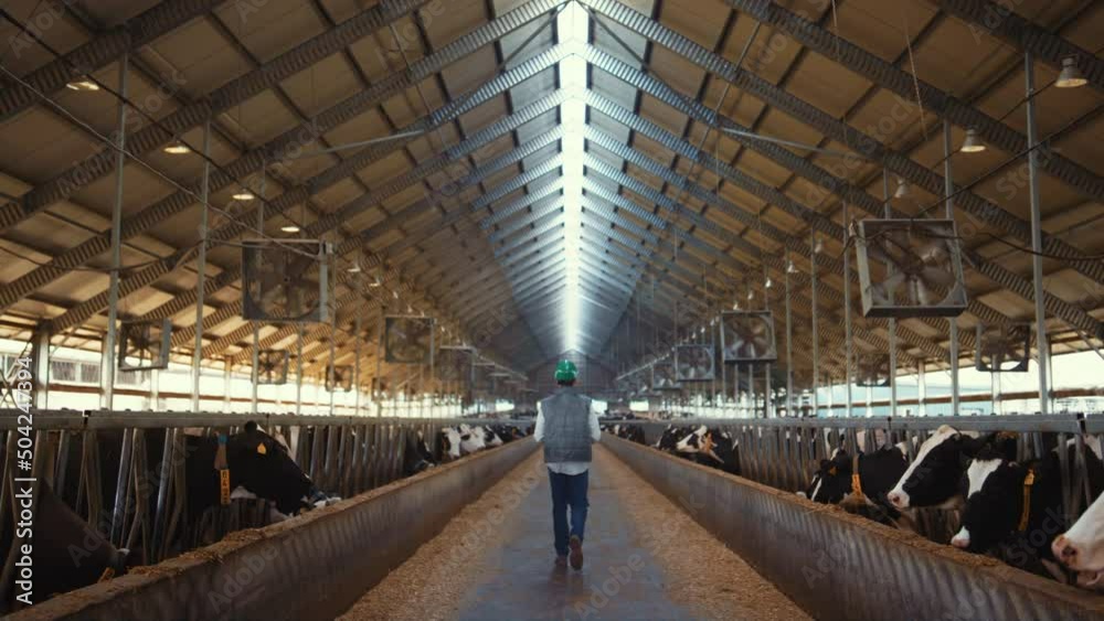 Livestock supervisor walk dairy farm facility. Holstein cows eating in feedlots Livestock supervisor walk dairy farm facility. Holstein cows eating in feedlots