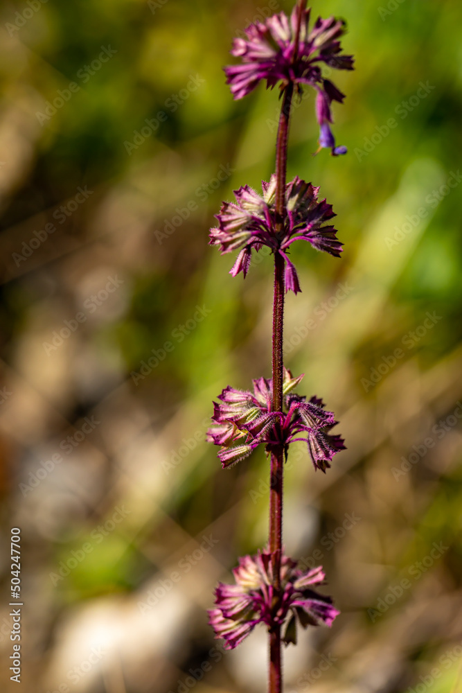 Salvia verticillata flower growing in meadow, close up shoot	
