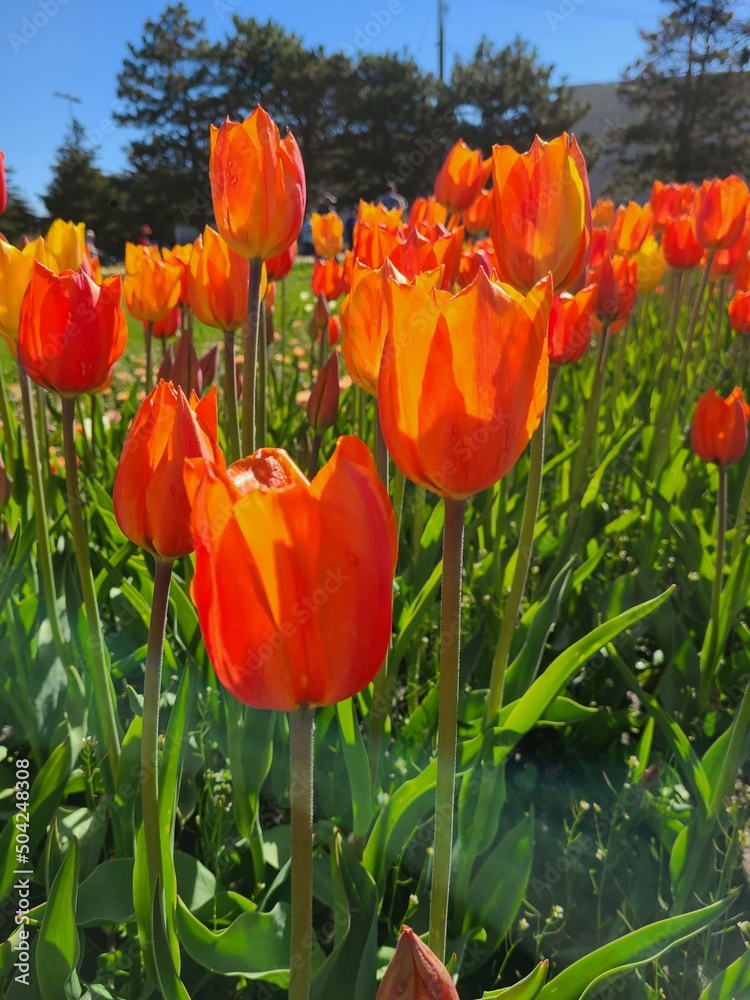Fototapeta premium Orange tulips in the garden