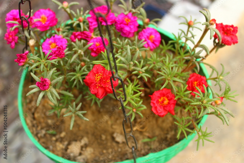 Closeup of portulaca plant with beautiful flowers growing in a hanging basket Closeup of portulaca plant with beautiful flowers growing in a hanging basket