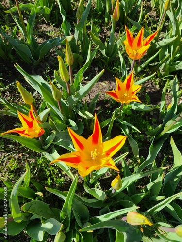 Fototapeta Naklejka Na Ścianę i Meble -  orange lily in the garden