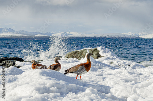 Cauquenes en el lago photo